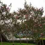 捷運5號出口秒進仙境！大安森林公園紫薇、鳥鳴環繞超療癒