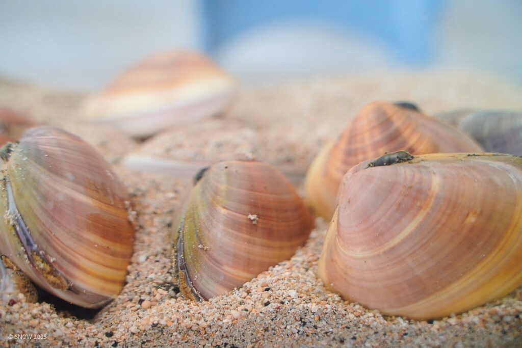 海大與水試所海洋基因體解碼計畫　意外發現文蛤新物種