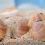 海大與水試所海洋基因體解碼計畫 意外發現文蛤新物種