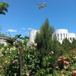 飛機越頂花香滿園　這個夏天新生公園超chill