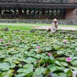 荷與睡蓮誰美？-北投公園一次看