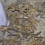 「蟹」潮大爆發　碧潭堰直擊　毛蟹大軍壓軸來襲