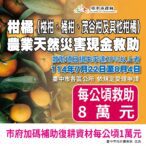 中市椪柑受天然災害影響　中市農業局提醒：8/4前可申請現金救助