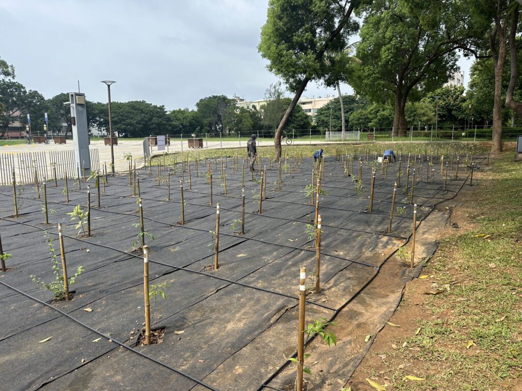 守護原生林相、打造城市綠洲！　中市建設局啟動后里森林公園生態復育工程