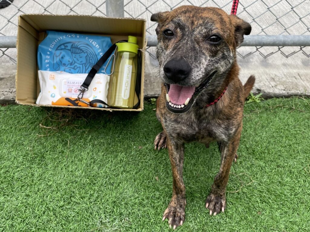 北市動保處推「飼主實習生」體驗活動　闖關互動學認養、完成任務換好禮