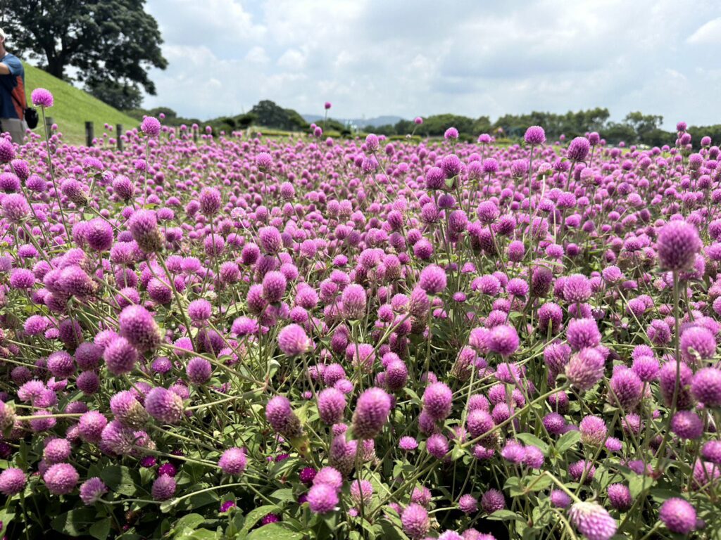 1000株千日紅夢幻登場！　-后里環保公園化身粉紫童話花園