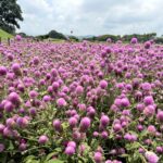 1000株千日紅夢幻登場！　-后里環保公園化身粉紫童話花園