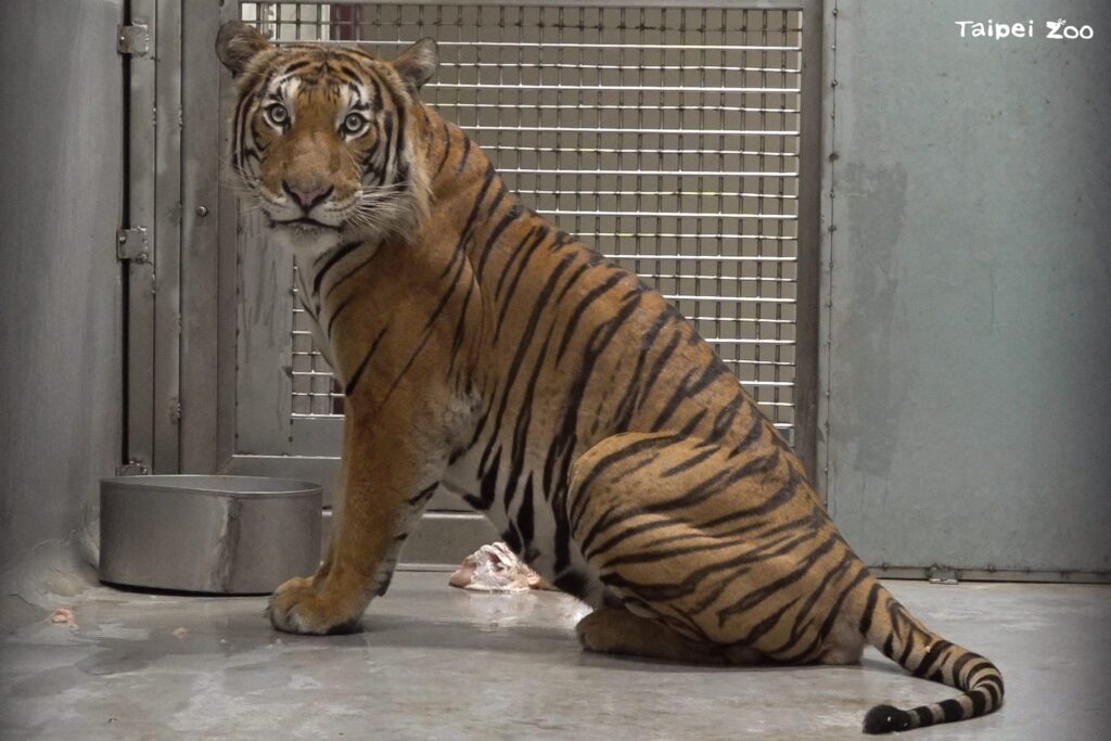 新加坡馬來虎「arhaa」來台　盼與台北雌虎「shima」配對助保