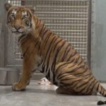 新加坡馬來虎「arhaa」來台　盼與台北雌虎「shima」配對助保