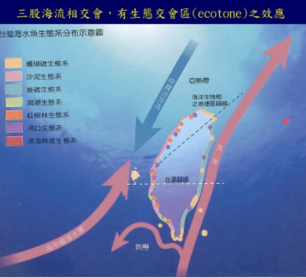 臺灣魚類學研究重要回顧　承先啟後、百年積累　打造臺灣與世界的連結