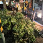 有牌的樹木修容師　專業剪刀手晴雨出任務