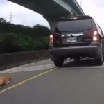 狗慘遭車輛拖行致重傷 飼主疏忽重罰7萬5千元