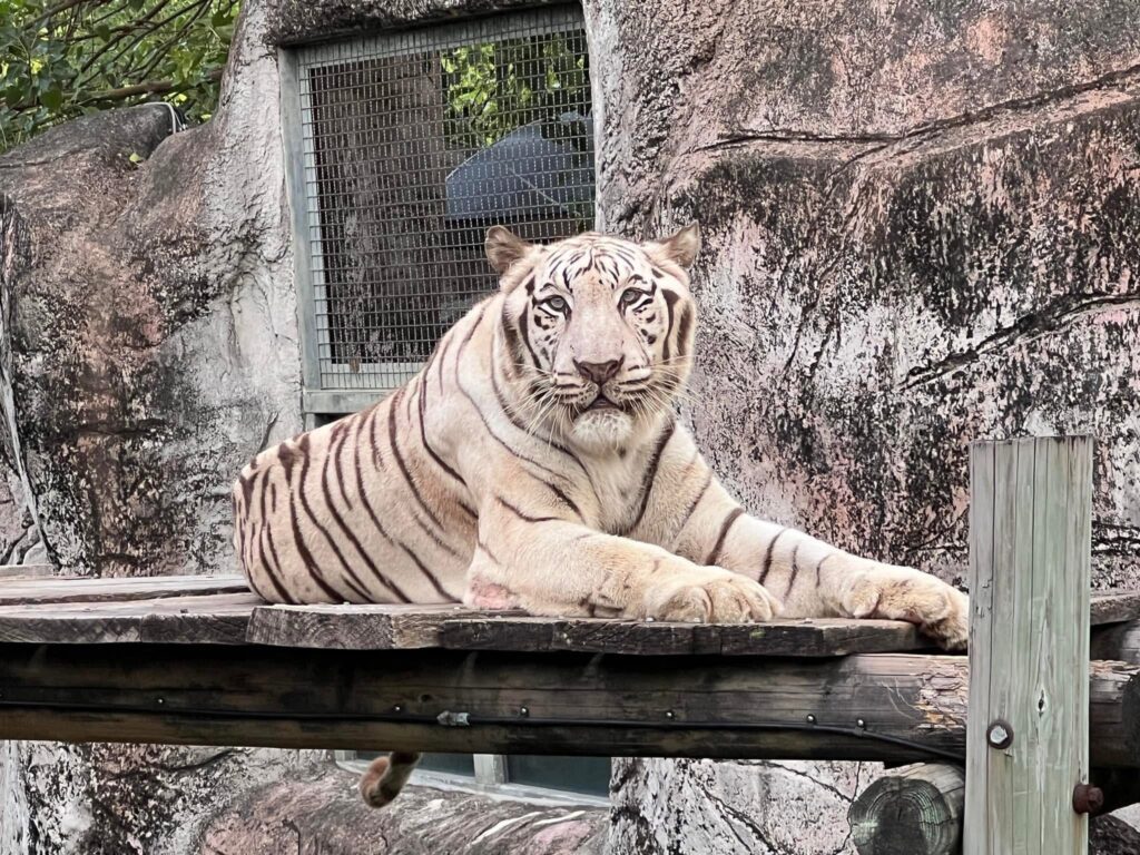 壽山動物園萌虎出動推保育 紙風車劇團8/2旗糖農創園區 上演老虎劇碼
