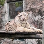 壽山動物園萌虎出動推保育　紙風車劇團8/2旗糖農創園區　上演老虎劇碼
