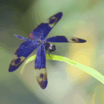 夏日限定！內湖金瑞治水園區76種蜻蜓等你來探索