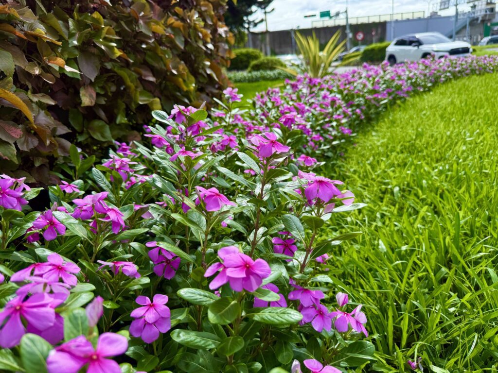 日日春好顏色　彩繪夏日台北街頭