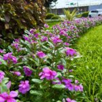 日日春好顏色　彩繪夏日台北街頭