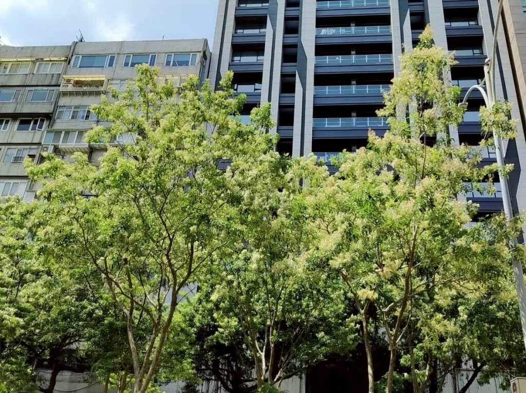 光臘樹撒糖霜？-北市信義路秋景甜上你的眼