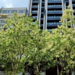 光臘樹撒糖霜?-北市信義路秋景甜上你的眼