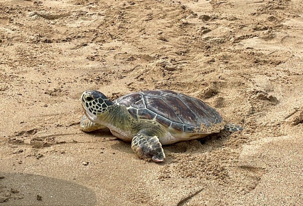 綠蠵龜蛤仔成功康復　基隆大武崙沙灘再現生命奇蹟