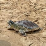 綠蠵龜蛤仔成功康復 基隆大武崙沙灘再現生命奇蹟