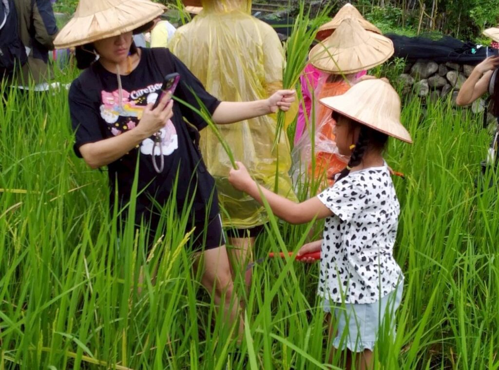 從割禾到米糠皂　客家農場「稻穀全利用」　讓孩子珍惜粒粒皆辛苦