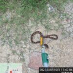 幼童於遊戲場不慎遭蛇吻　動保所呼籲民眾主動巡查即時通報