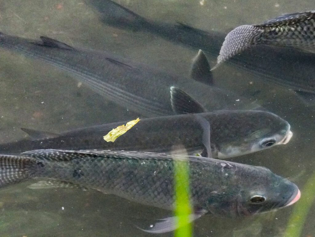 烏魚現蹤新北中和瓦磘溝 從臭水溝到生態綠廊 水利局:長期且持續治理策略奏效