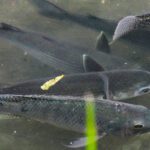 烏魚現蹤新北中和瓦磘溝　從臭水溝到生態綠廊　水利局:長期且持續治理策略奏效