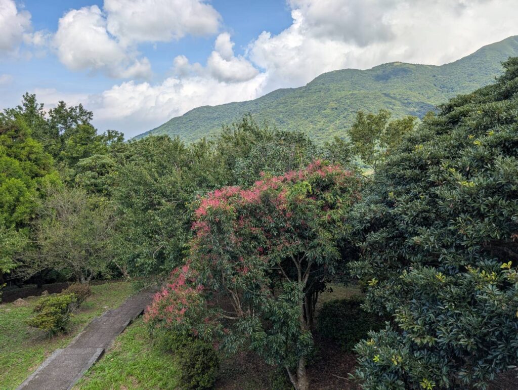 陽明山野鴉椿紅果登場　低語夏秋交替的序曲