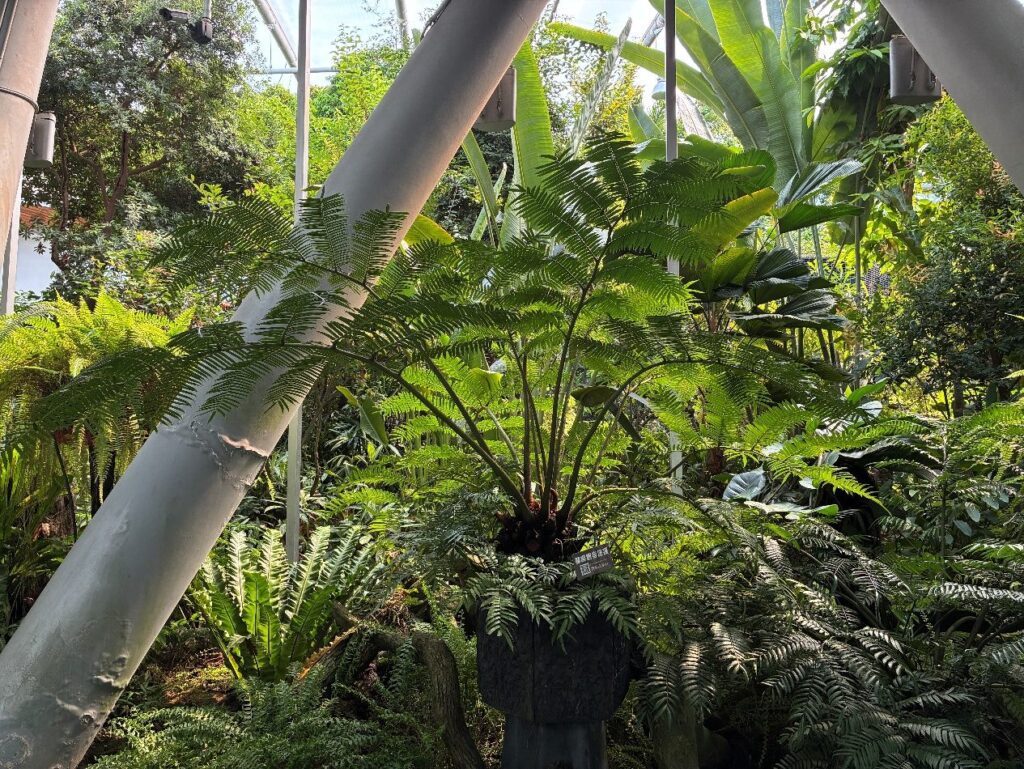 探索台灣蕨類王國歷史 典藏植物園「蕨」對好看