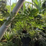 探索台灣蕨類王國歷史 典藏植物園「蕨」對好看