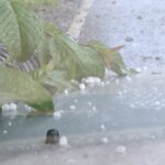 梨山地區下冰雹　中市府持續關心對農作物生產影響