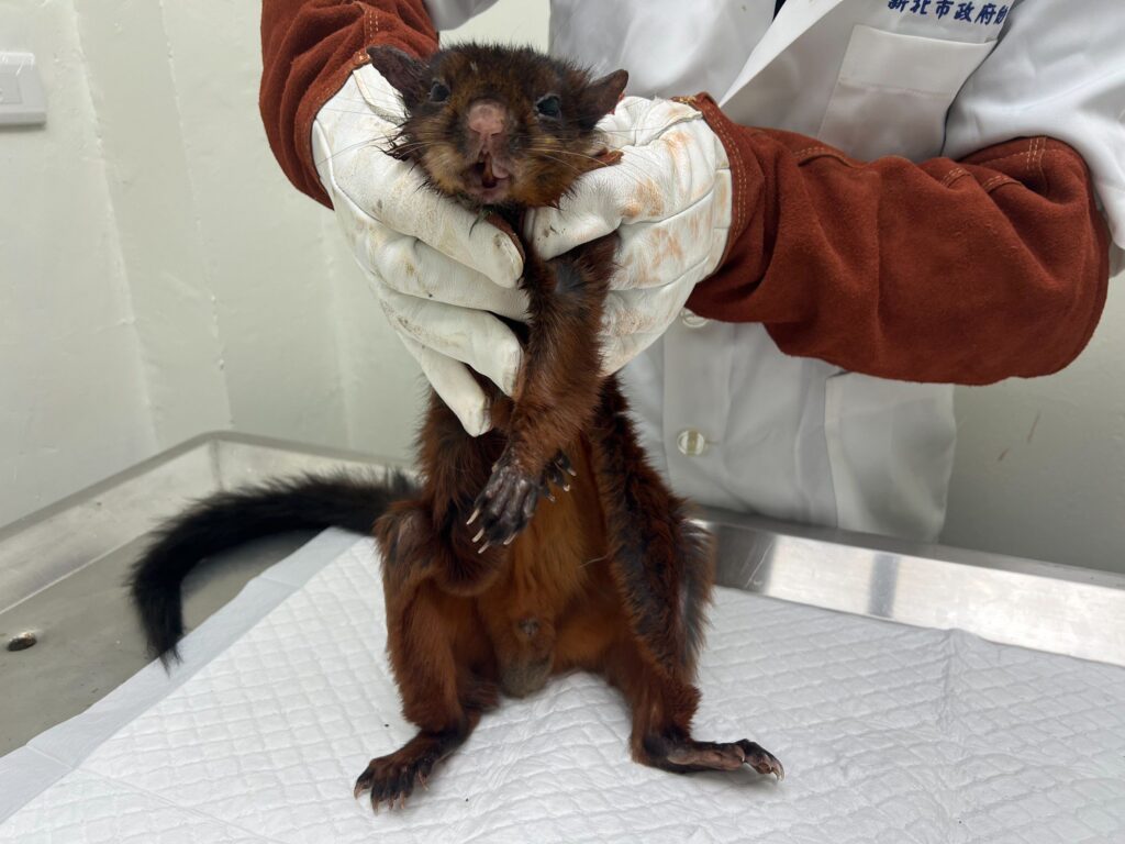 滑翔高手大赤鼯鼠慘摔山溝 新北動保處即時救援 呆萌樣討喜