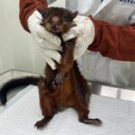 滑翔高手大赤鼯鼠慘摔山溝 新北動保處即時救援 呆萌樣討喜