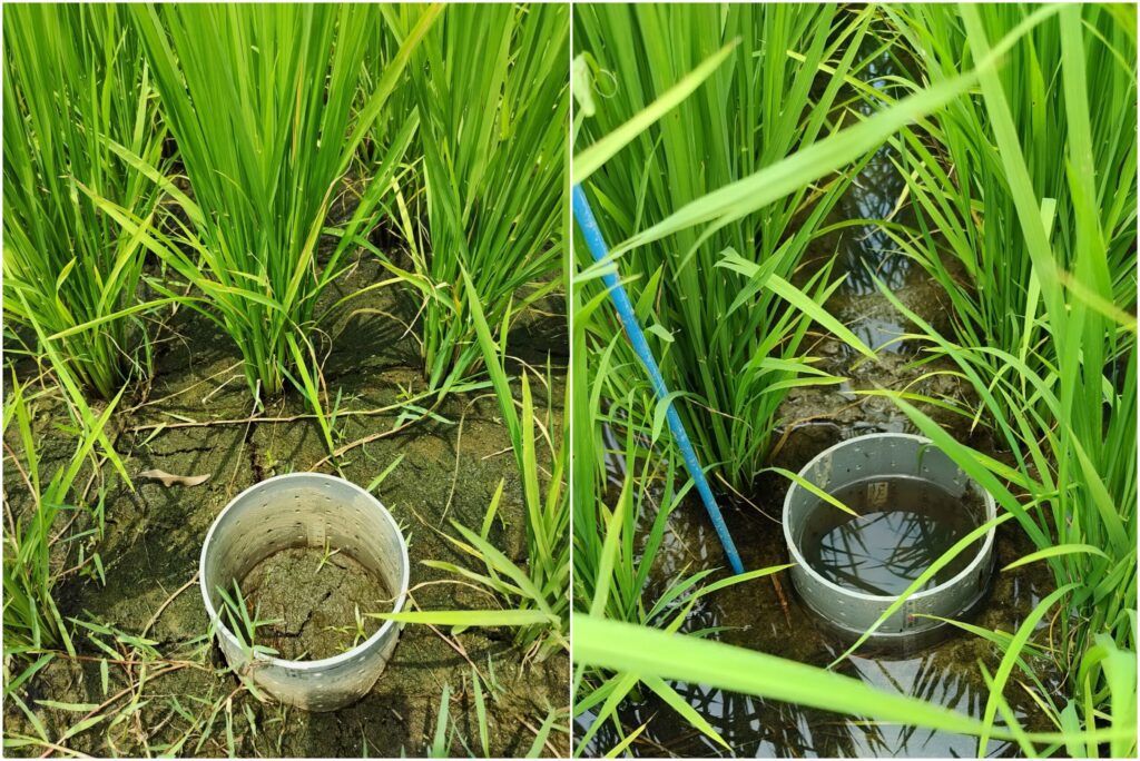 節水減碳雙效益　臺南農改場推廣稻田乾濕灌溉新技術