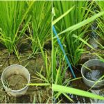 節水減碳雙效益　臺南農改場推廣稻田乾濕灌溉新技術