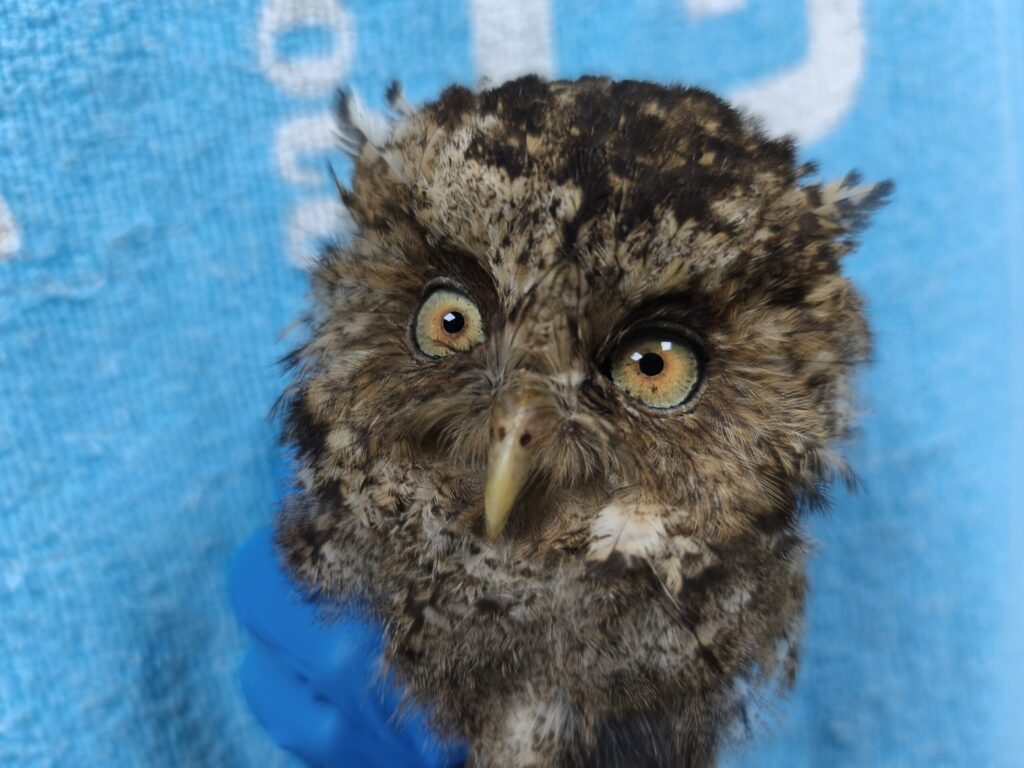 瑞芳民宅半夜飛入毛茸茸小毛球　屋主驚喜接待圓臉大眼客