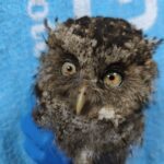 瑞芳民宅半夜飛入毛茸茸小毛球　屋主驚喜接待圓臉大眼客