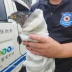 保育猛禽鳳頭蒼鷹誤闖北市議會 動保處即刻救援後將野放
