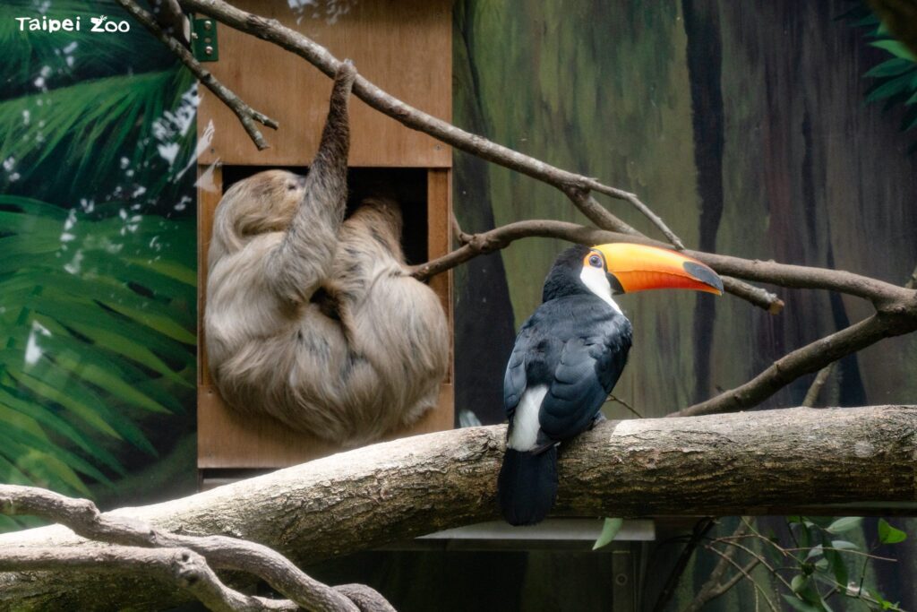 穿山甲館新亮點　樹獺與巨嘴鳥共居　展現雨林共生縮影