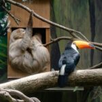 穿山甲館新亮點　樹獺與巨嘴鳥共居　展現雨林共生縮影