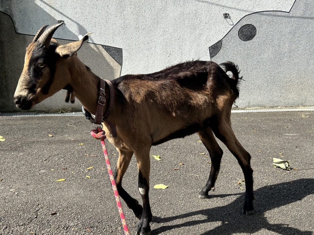 林口海邊走失山羊　在山間牧場找到幸福下一站