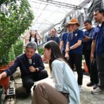 士林官邸菊展揚名吸引泰團來訪　公園處分享獨門菊藝