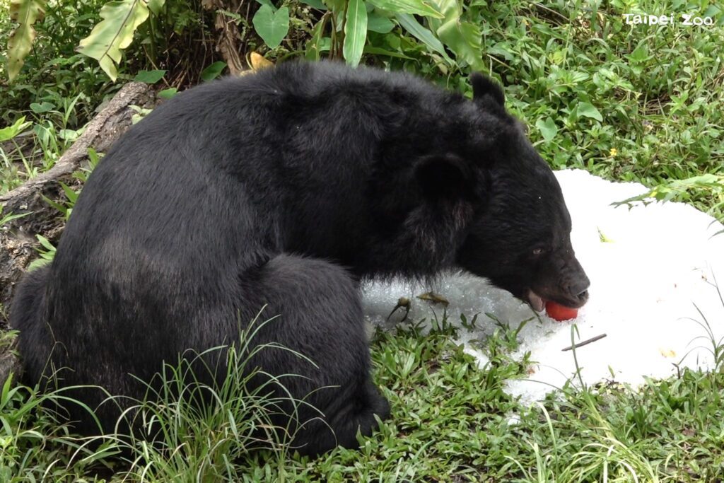 動物消暑奇招！北市動物園「蔬果剉冰」抗高溫