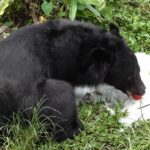 動物消暑奇招！北市動物園「蔬果剉冰」抗高溫