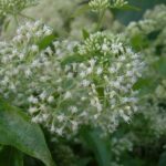 防治小花蔓澤蘭危害 中市府加碼收購金至每公斤8元