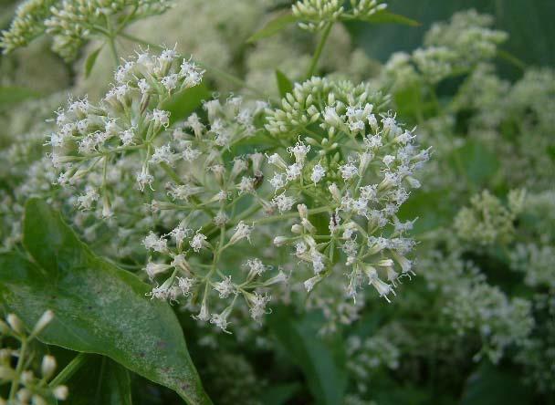 防治小花蔓澤蘭危害 中市府加碼收購金至每公斤8元