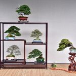 雙十佳節限定　士林官邸展出百年漢風盆景