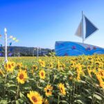 北市大佳河濱向日葵花海爆炸盛開　金色河畔超好拍